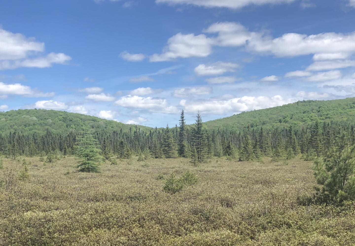 The Bloomingdale Bog is one of the largest wetland communities in the Adirondacks.