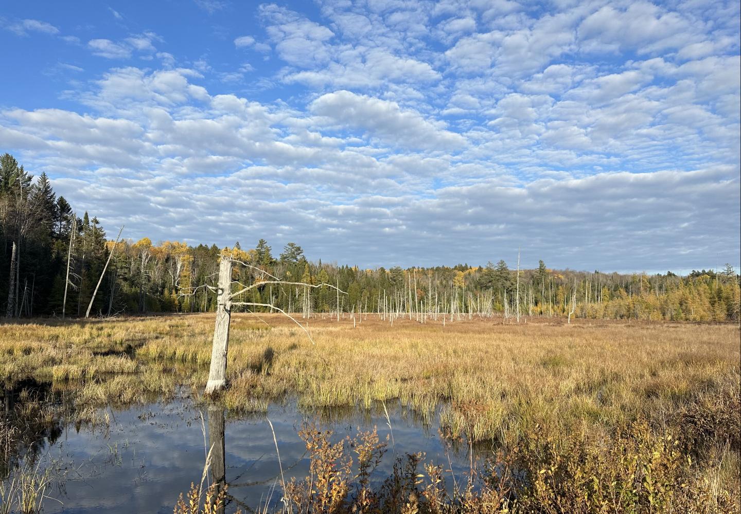 A stunning wetland along the Bloomingdale Bog generated by plenty of beaver activity.