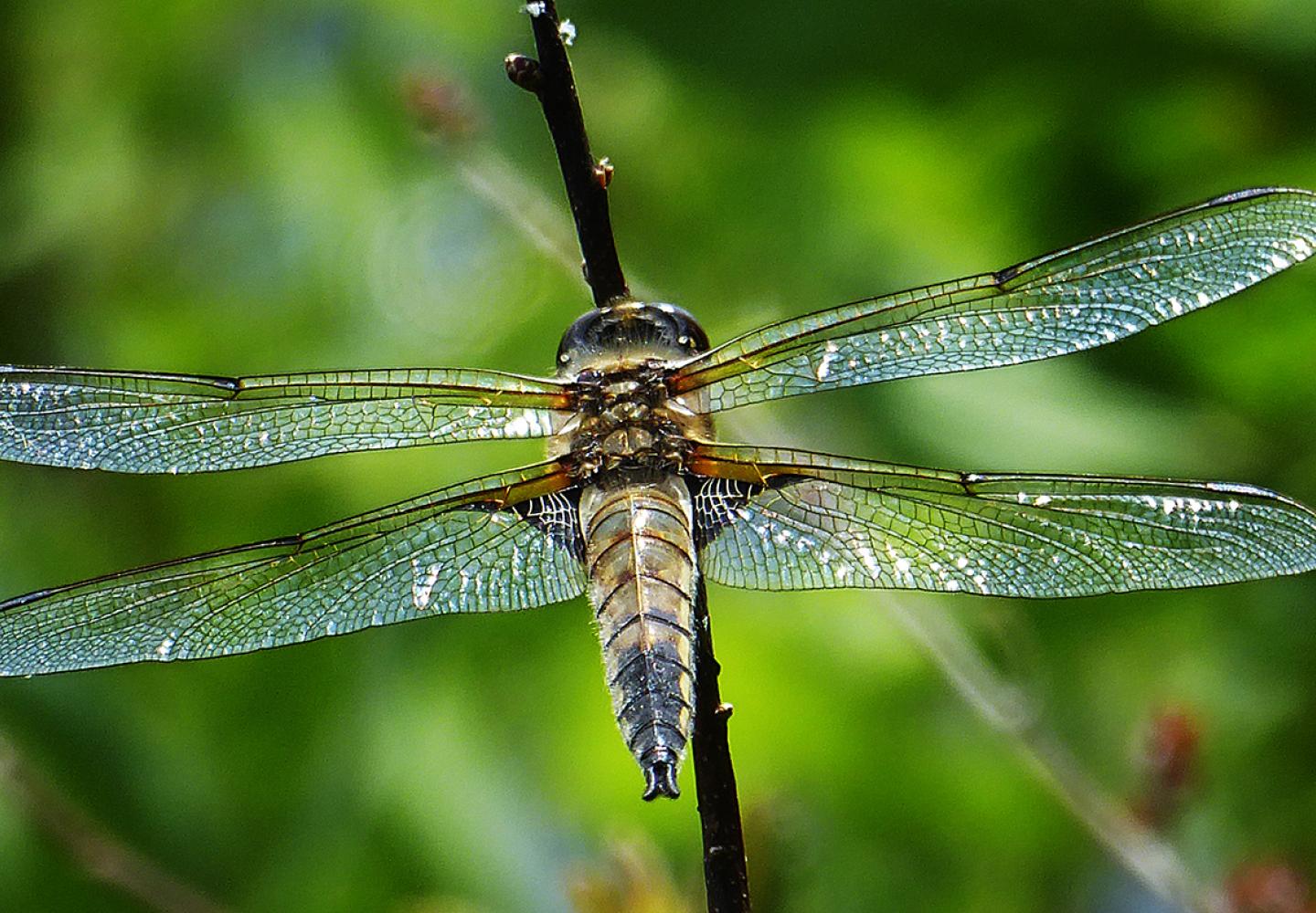 A dragonfly in the Essex Chain of Lakes