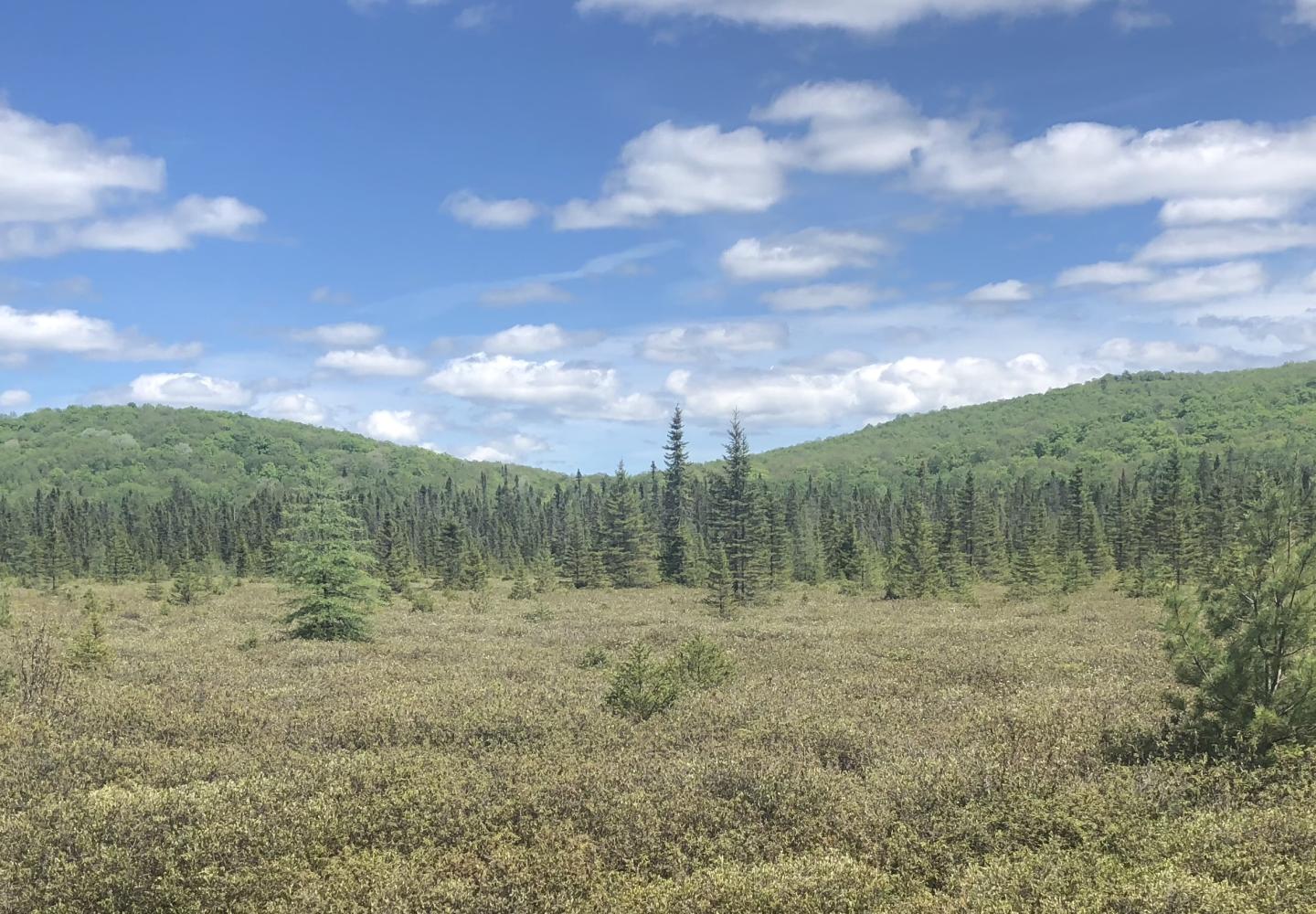 The Bloomingdale Bog is one of the largest wetland communities in the Adirondacks. 