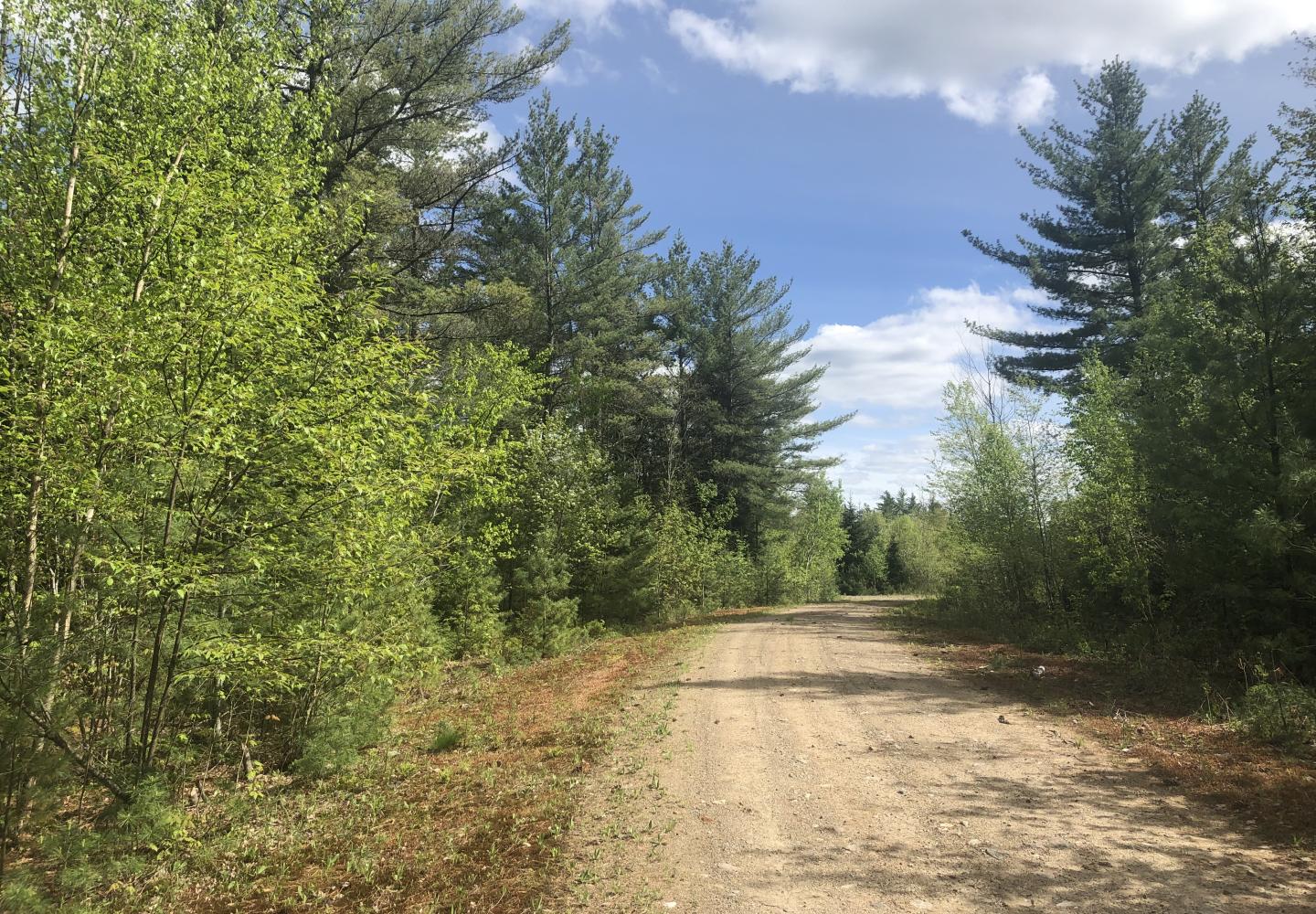 The logging roads on easement lands owned by Paul Smith’s College are ideal for gravel bikes.