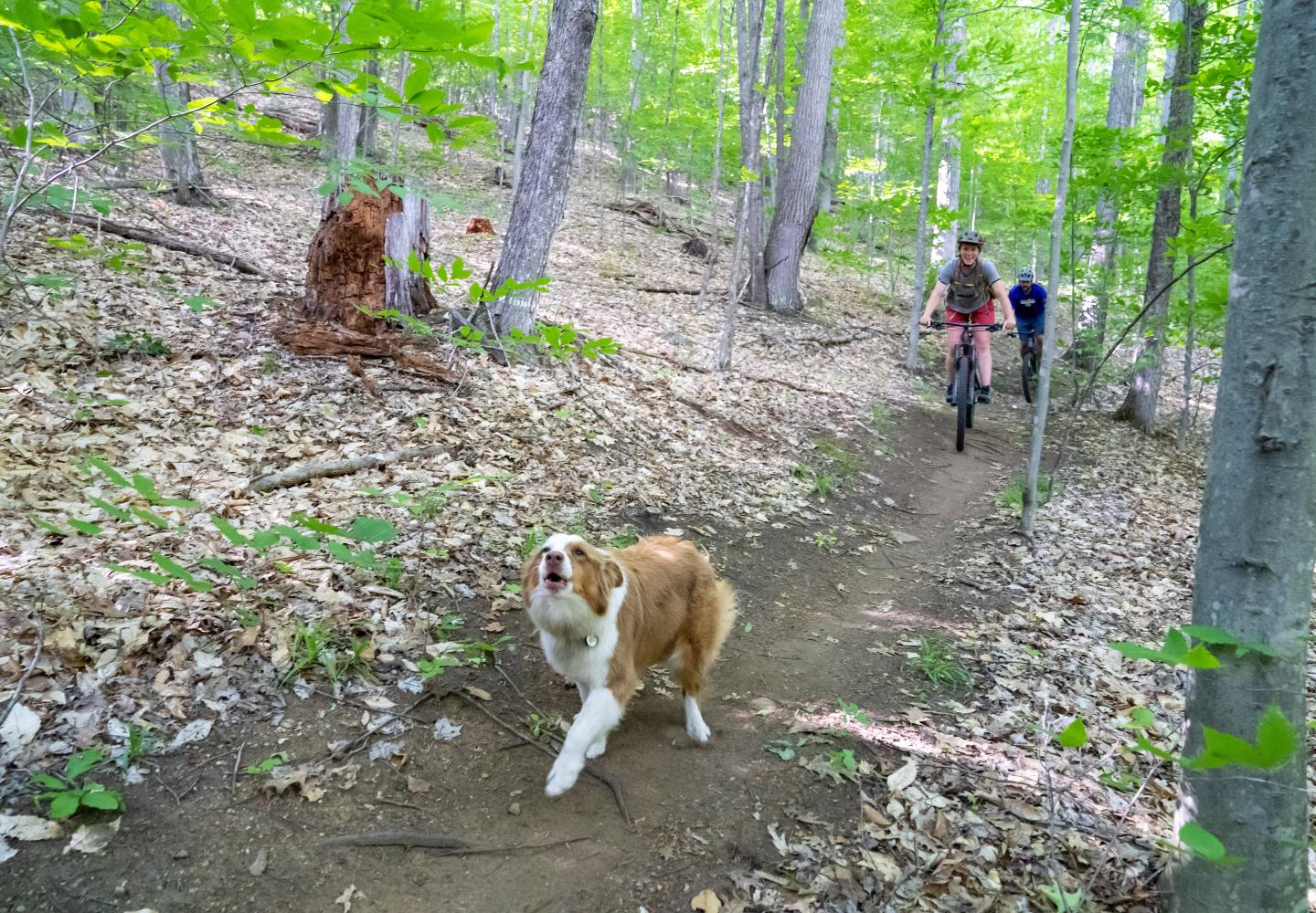 Pedaling with a pup on the Over Easy mountain bike route.