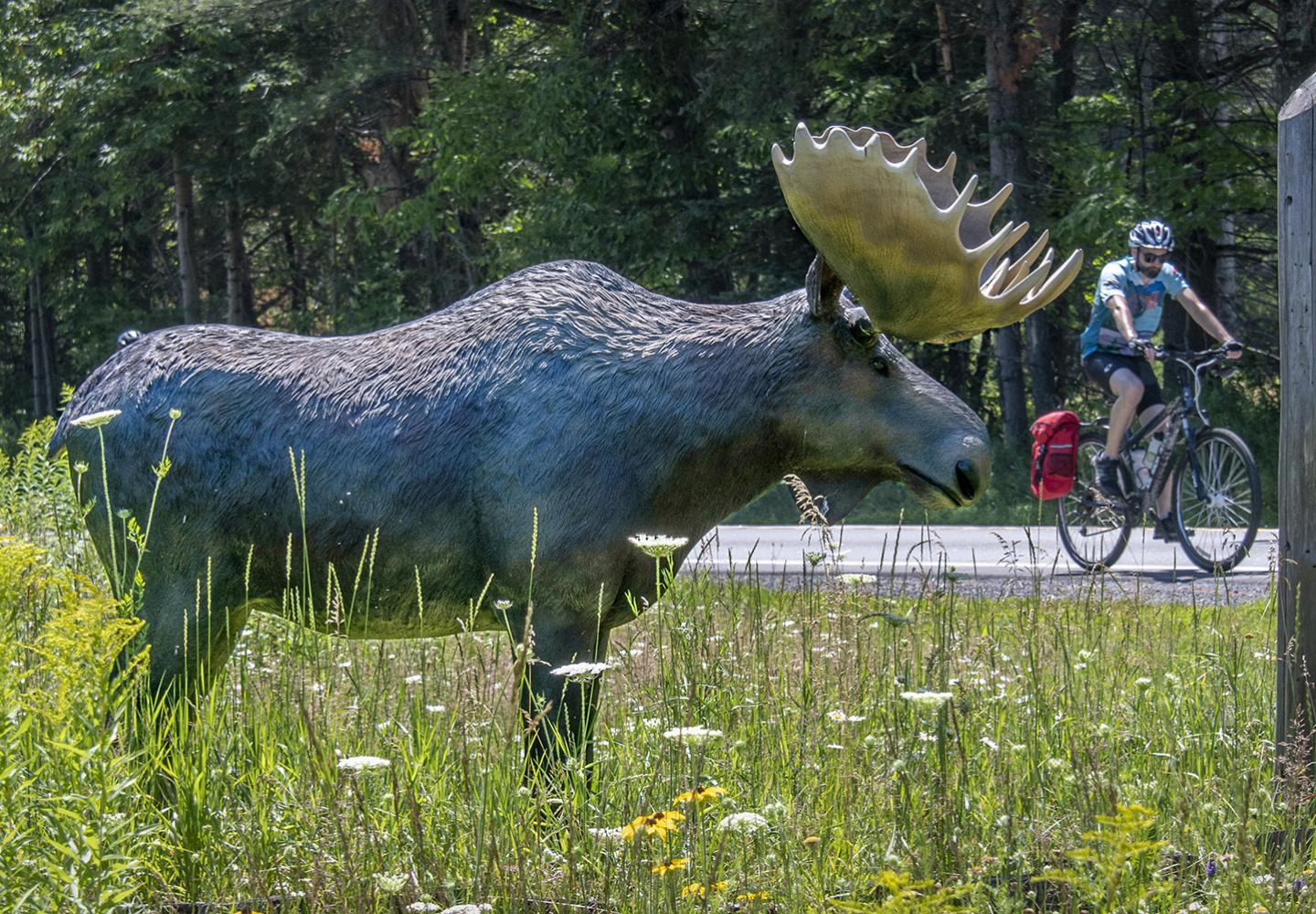 Does this classify as a moose sighting?