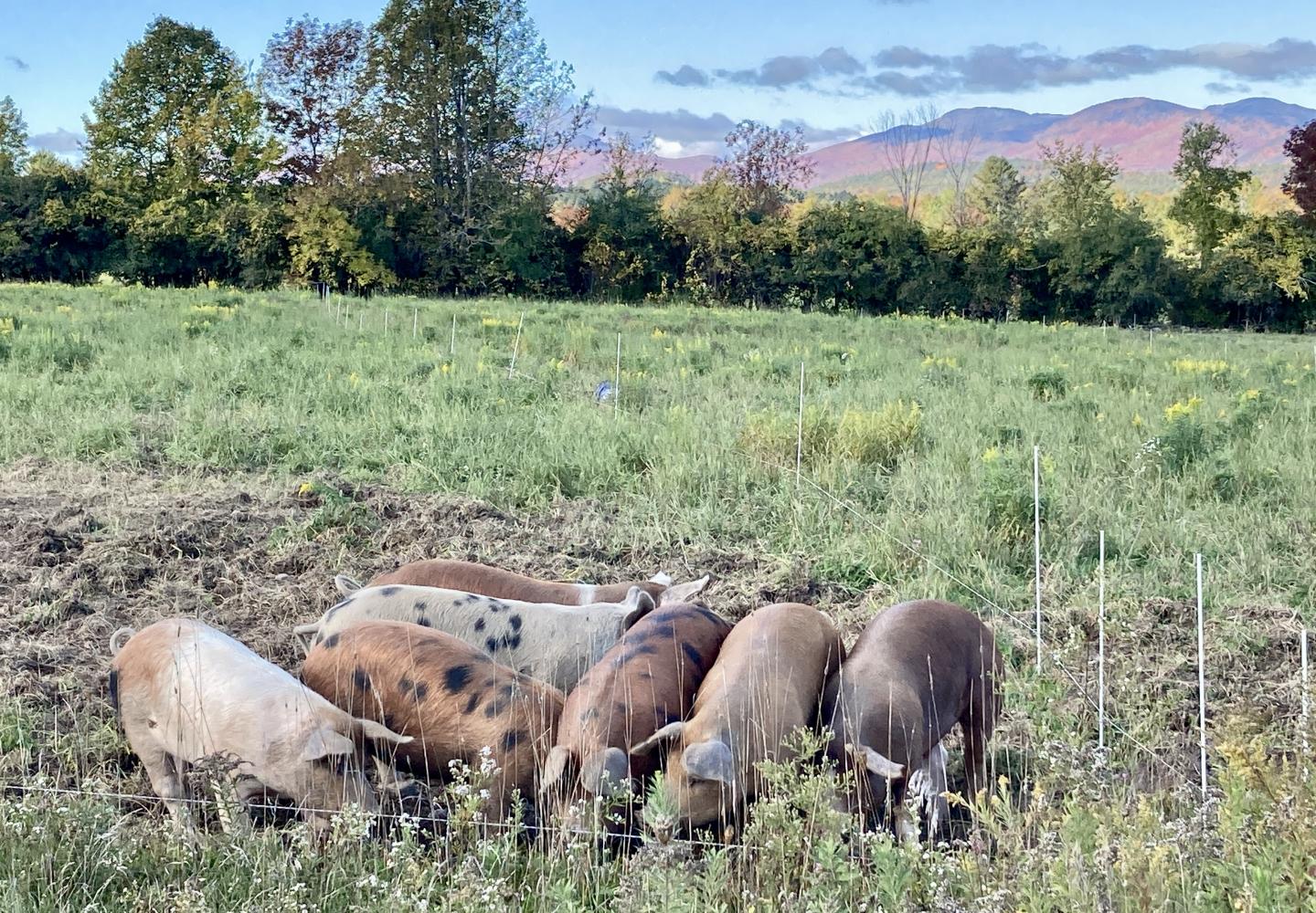 The pigs were an absolute highlight of our stop at Reber Rock farm.