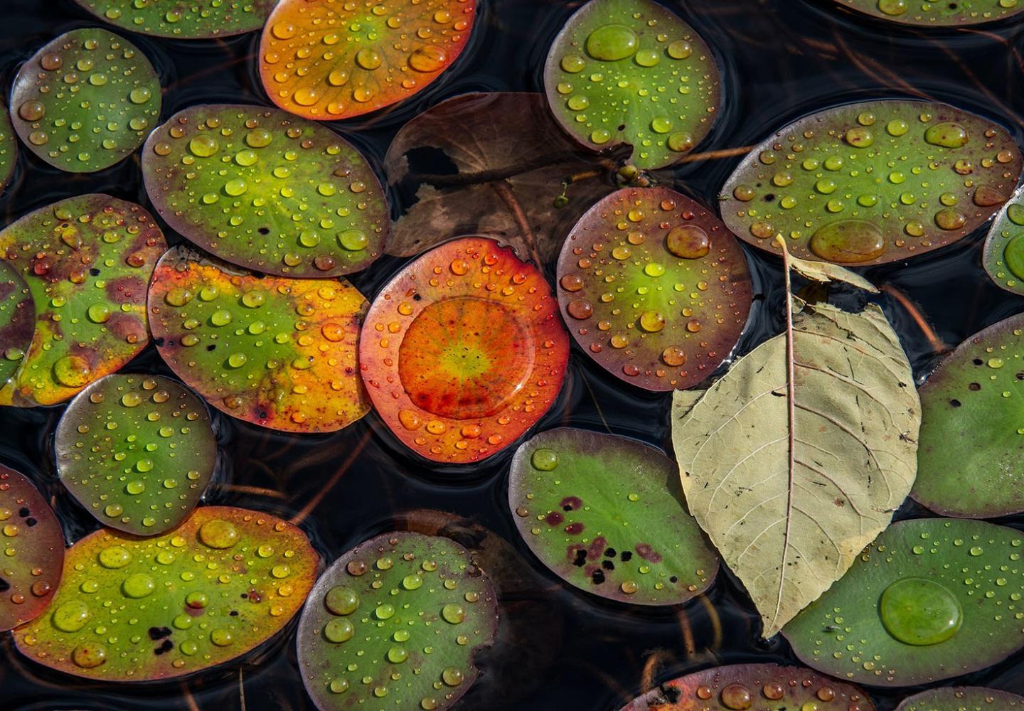 Captured by Dave Kraus, this image from Thurman, NY is a runner up in the 2023 Adirondack Life Magazine photo contest.