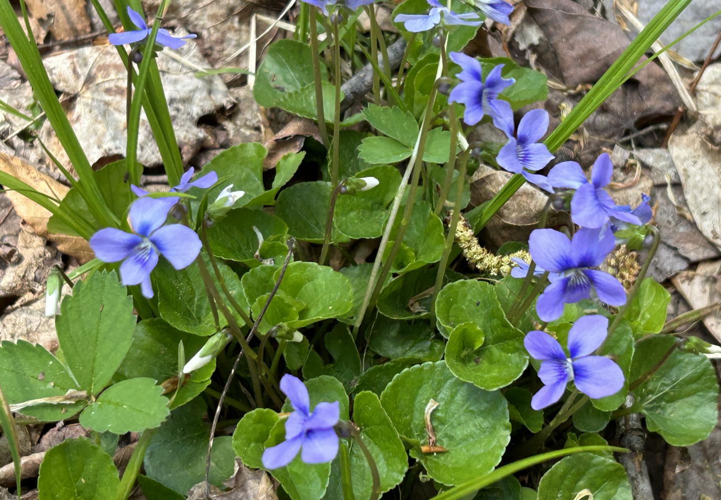 Plenty of wildflowers to enjoy along the way