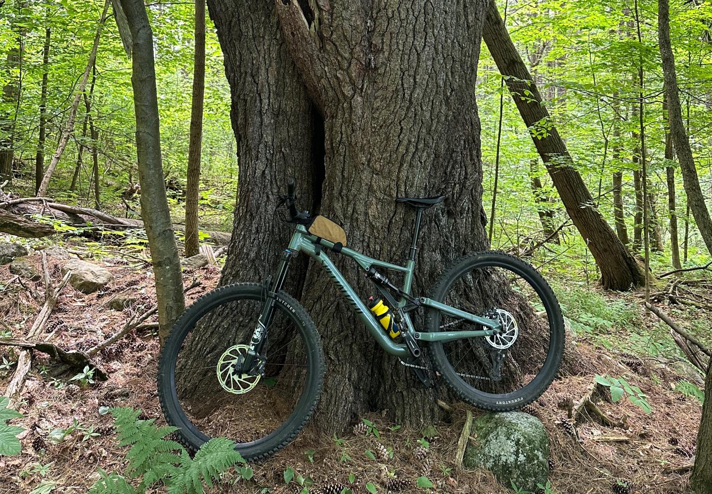 It’s hard to miss this mammoth white pine while biking Framed in the Farm Trails network.