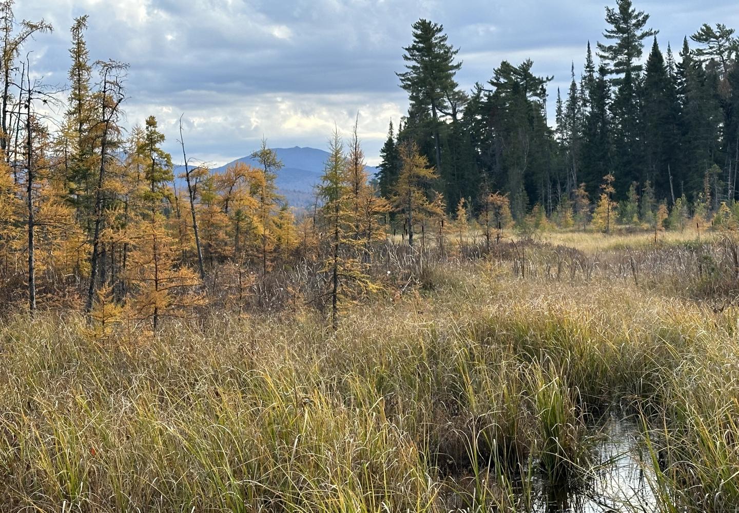 The west side of Fowler's Crossing features views of Oseetah Marsh.