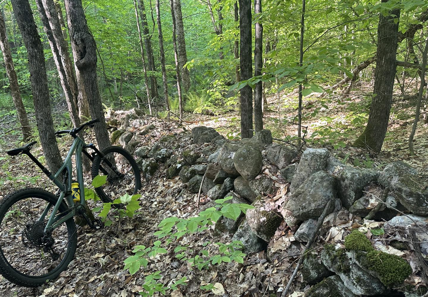 Stone walls crisscross the woods in Downerville State Forest.