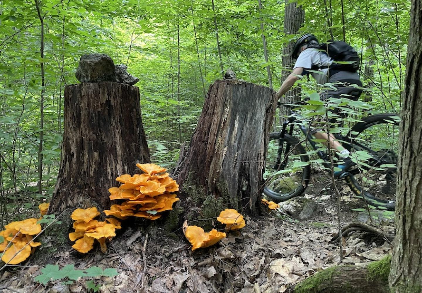 Find your ride with Bike Adirondacks free search tool.