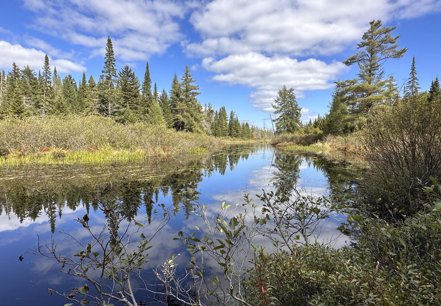 A few of Quebec Brook