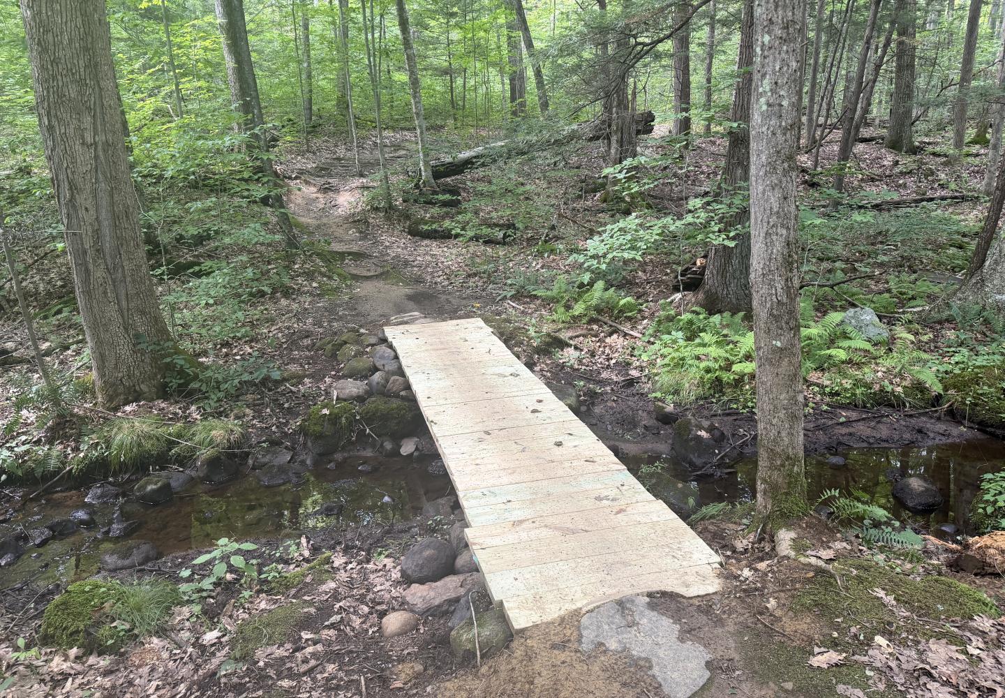 Monkey Bridge on the Saratoga Mountain Bike Association network at Daniels Road.