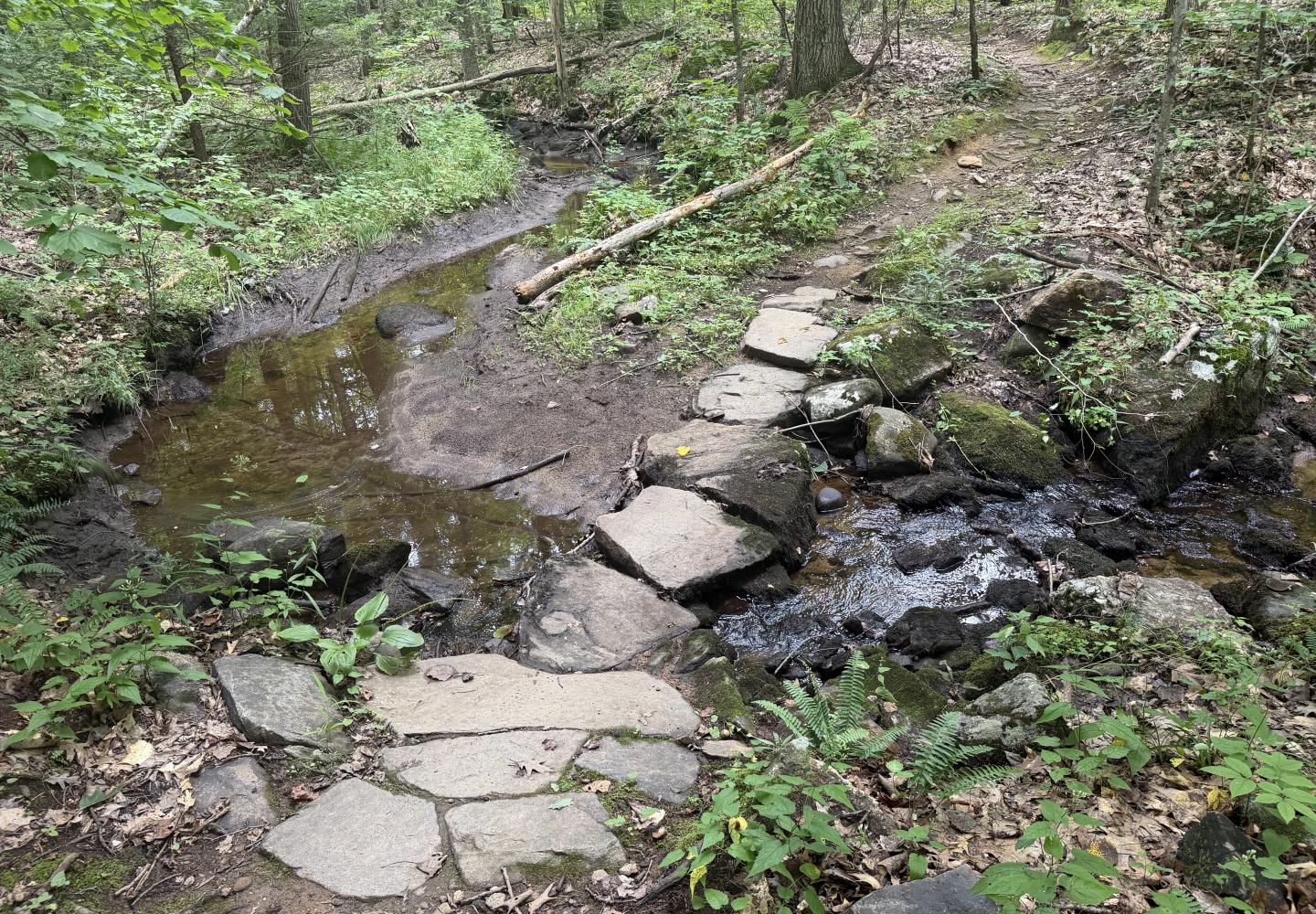 Rockwork at Daniels Road on the Saratoga Mountain Bike Association network