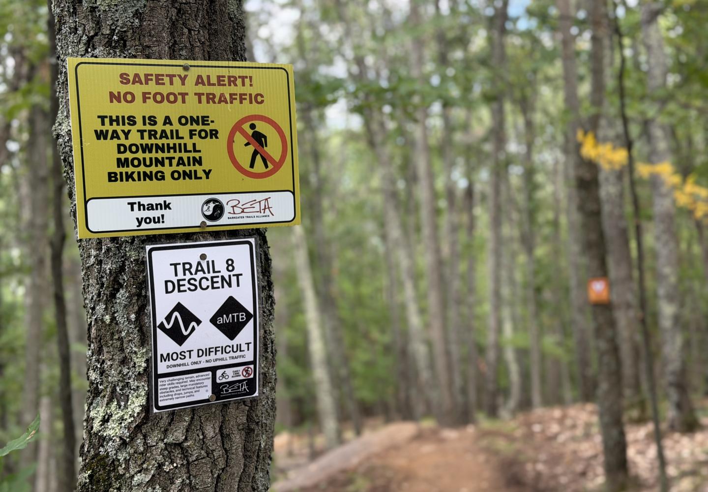 Trail 8 at the East Branch Community Trails in Keene.